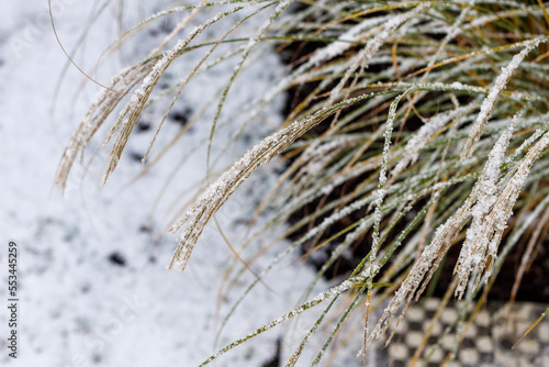 Ornamental grass in the snow.