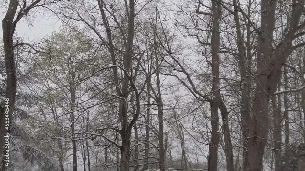snow falling in the park snow falling in the park