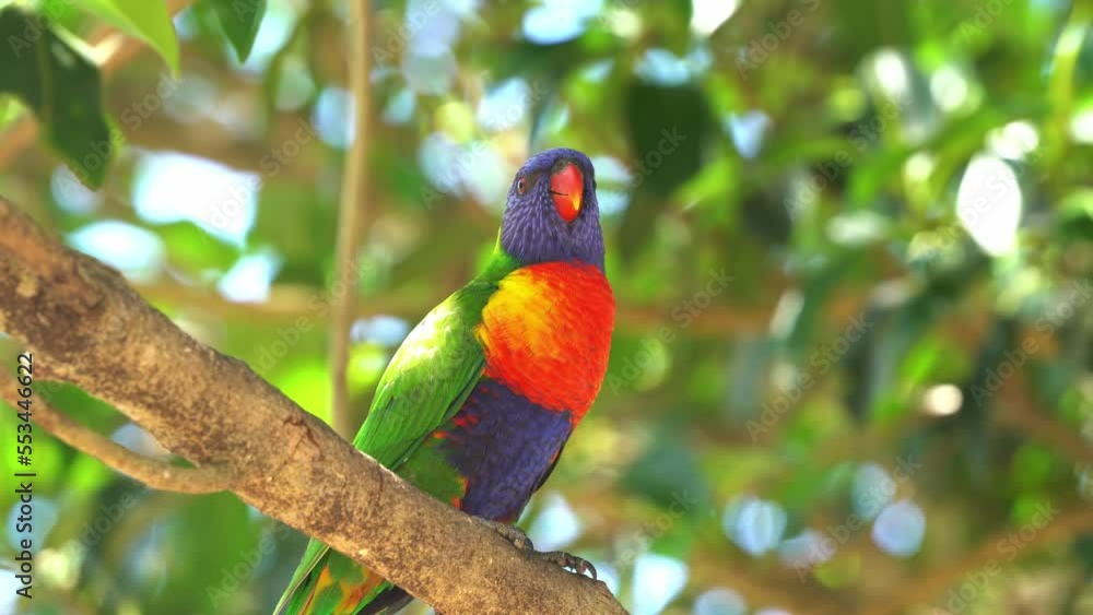 Little rainbow lorikeet bird perching on tree branch against green bokeh foliage, lift up its feet, scrape across their bill to transfer the oil, and scratch the oil into the feathers on their head.