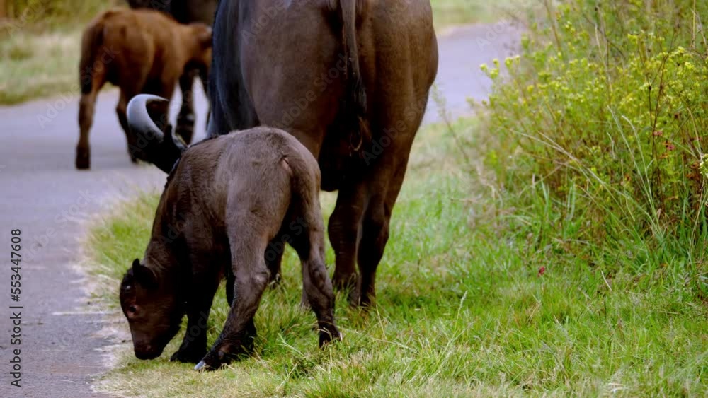 Newborn young baby buffalo is unstable on his feet, walking around with other buffalo herd members
Newborn young baby buffalo is unstable on his feet, walking around with other buffalo herd members