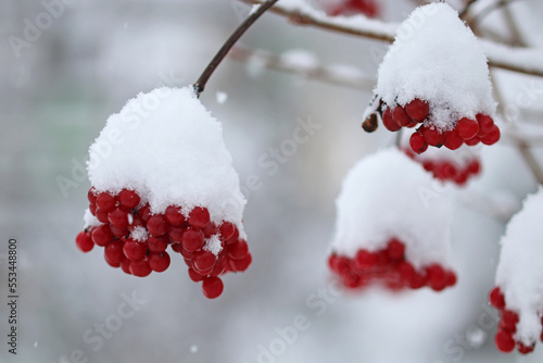 Red viburnum berries on a bush covered with snow