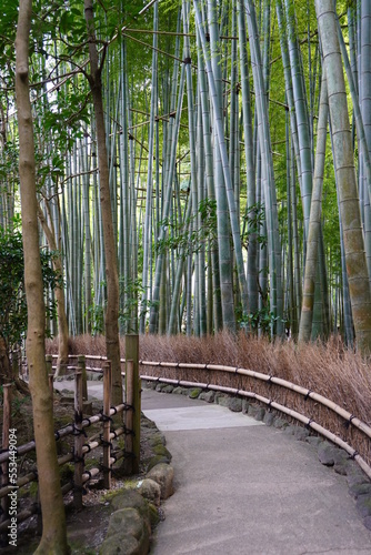  Japan  The path of Bamboo garden in Hokoku-ji Temple  Kamakura city  Kanagawa 