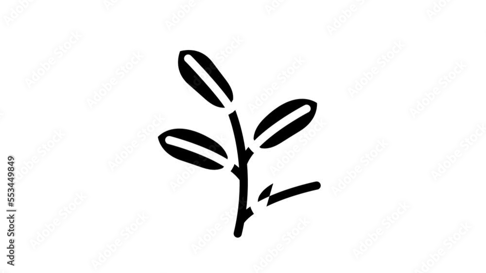 zamioculcas tropical leaf glyph icon animation zamioculcas tropical leaf glyph icon animation