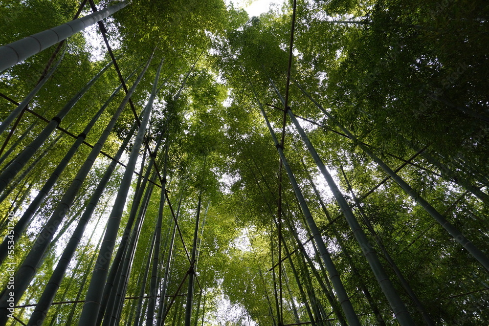 Naklejka premium [Japan] View of Bamboo garden in Hokoku-ji Temple (Kamakura city, Kanagawa)