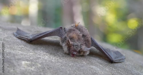 Dead bat lies on the stone in the wood, fly crawls over a dead bat photo