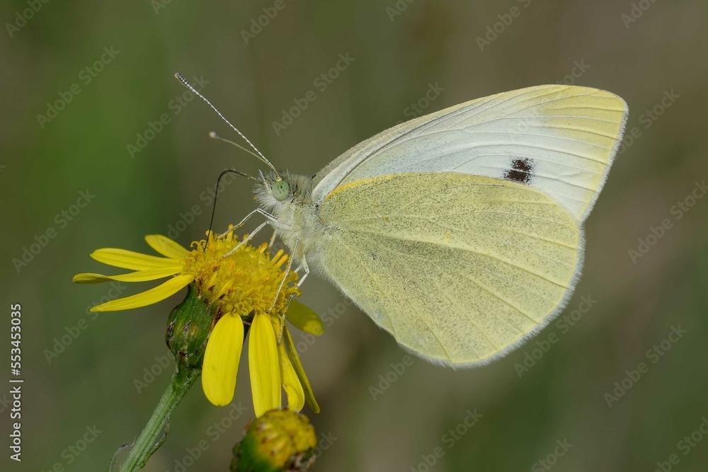 Small white or Cabbage white (Pieris rapae) on a flower Small white or Cabbage white (Pieris rapae) on a flower