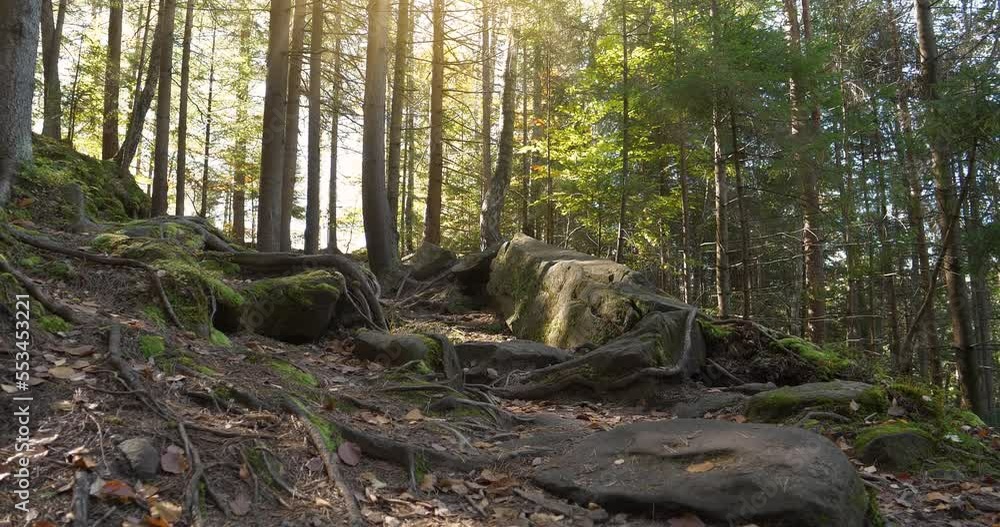 Very beautiful forest, coniferous trees with long roots, green moss covered ground and stones and amazing soft sunlight. Cinema 4K 60fps video Very beautiful forest, coniferous trees with long roots, green moss covered ground and stones and amazing soft sunlight. Cinema 4K 60fps video