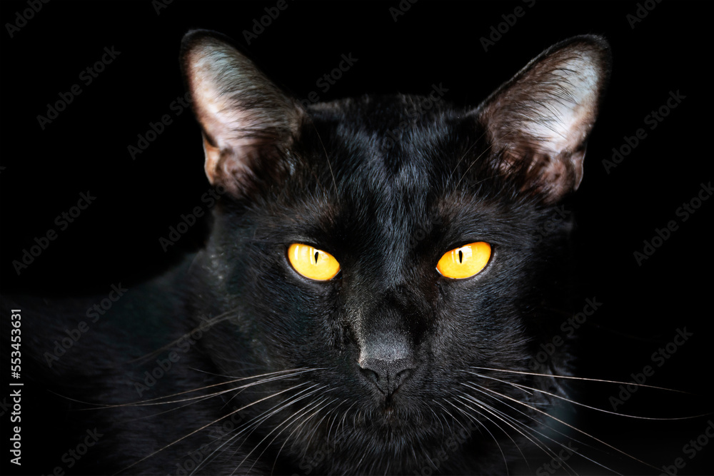 Portrait head black cat on black background
