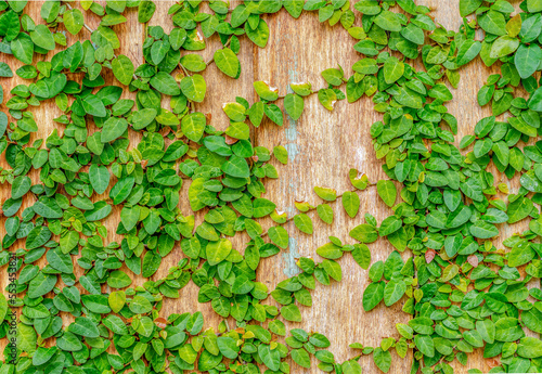 Creeping plant on wooded wall background