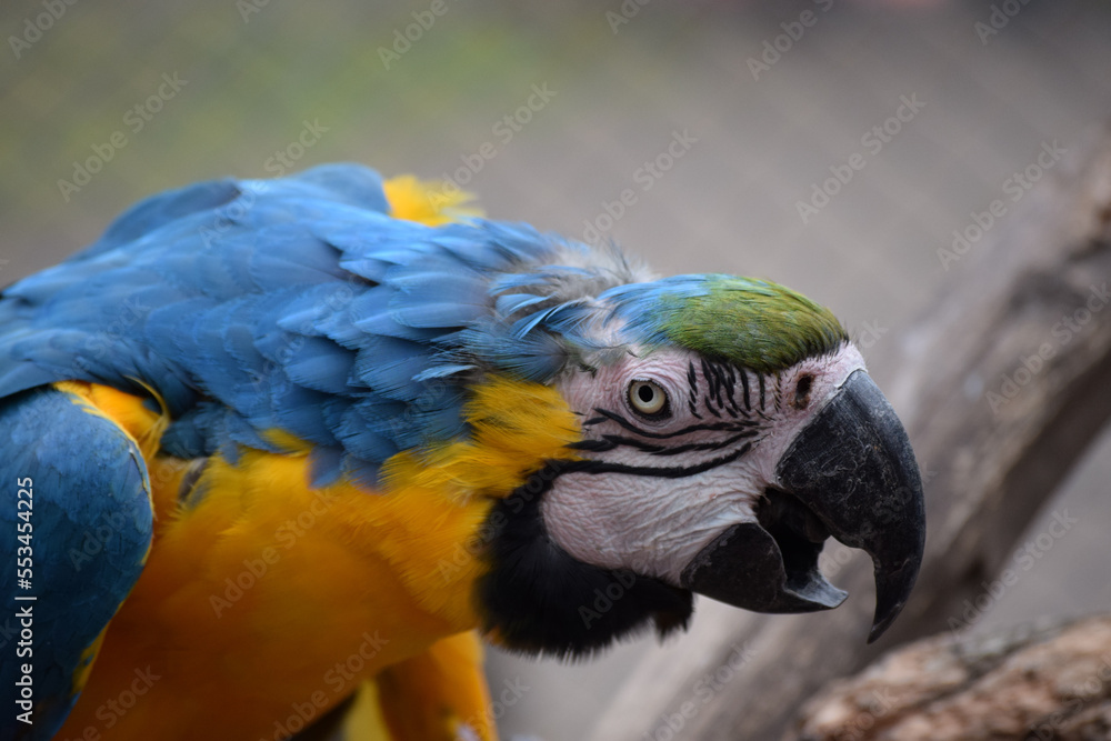 Obraz premium blue and yellow macaw