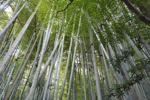  Japan  View of Bamboo garden in Hokoku-ji Temple  Kamakura city  Kanagawa 