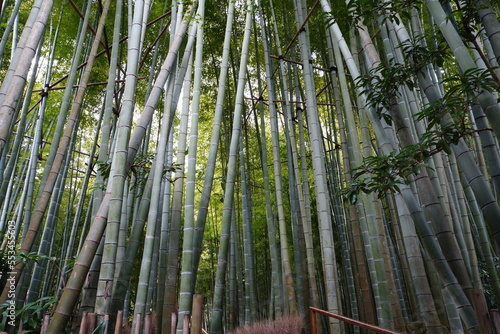 [Japan] View of Bamboo garden in Hokoku-ji Temple (Kamakura city, Kanagawa)