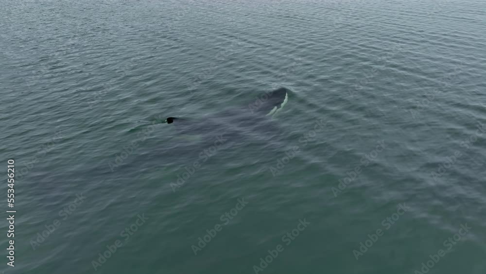 Killer whales emerge from under the water. Wildlife in the ocean. Aerial photography at low altitudes. Killer whales emerge from under the water. Wildlife in the ocean. Aerial photography at low altitudes.