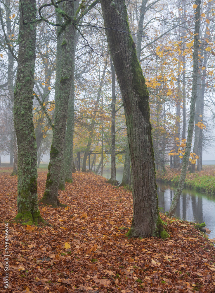 Autumn landscape with tree at river.