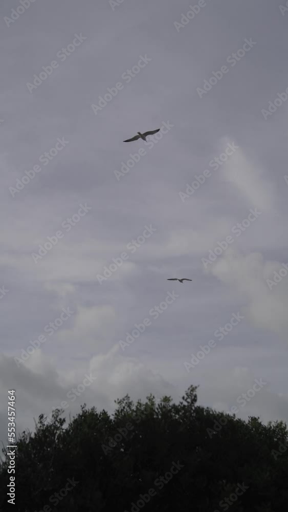 aves volando sobre cielo nublado aves volando sobre cielo nublado