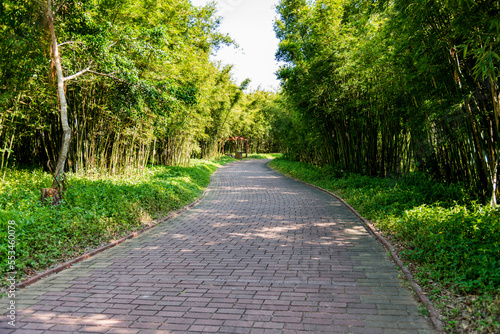 Bamboo forest and walkway in the park