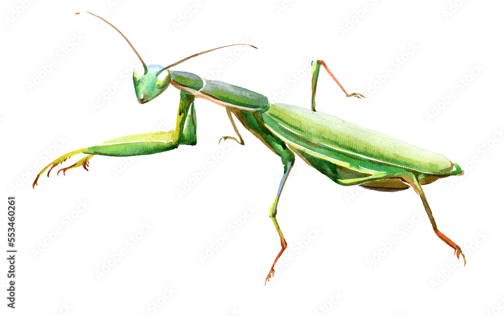 Praying mantis isolated on white. Praying mantis isolated on white.
