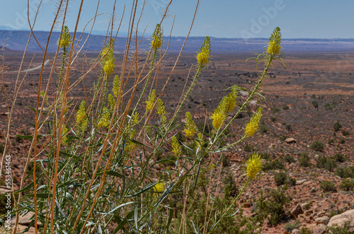 blooming Prince's Plume (Stanleya pinnata) yellow flowers on Moki Dugway road (San Juan county, Utah) photo