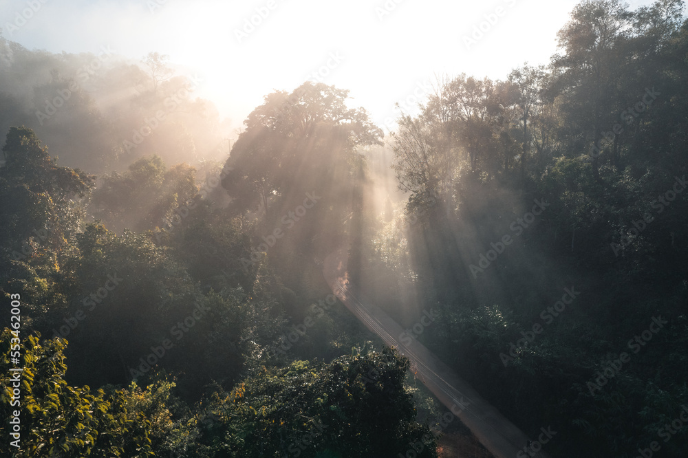 Morning at sunrise Sun rays through branches of trees Morning at sunrise Sun rays through branches of trees