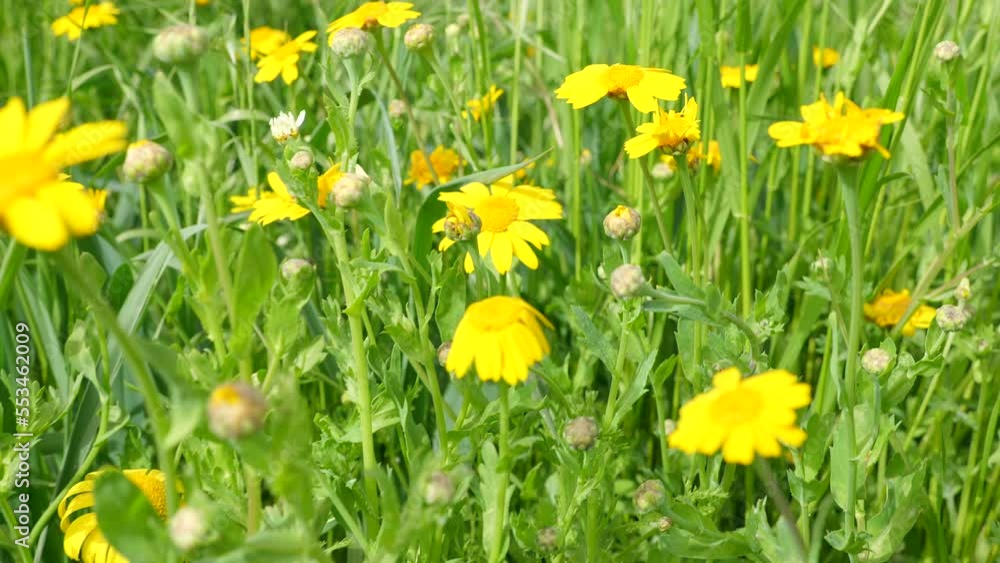 Buttercups and bees during spring in a meadow Buttercups and bees during spring in a meadow