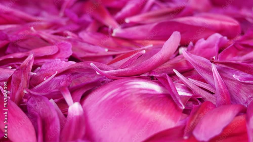 Pink Peony Petals Rotating Background in Macro Shot. Red Flower Blossoms Moving in Slow Motion. Beautiful and Romantic Wedding Background. Valentine’s Day Texture Backdrop. Side View Pink Peony Petals Rotating Background in Macro Shot. Red Flower Blossoms Moving in Slow Motion. Beautiful and Romantic Wedding Background. Valentine’s Day Texture Backdrop. Side View