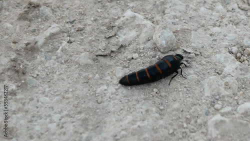 Berberomeloe majalis enjoying a walk photo