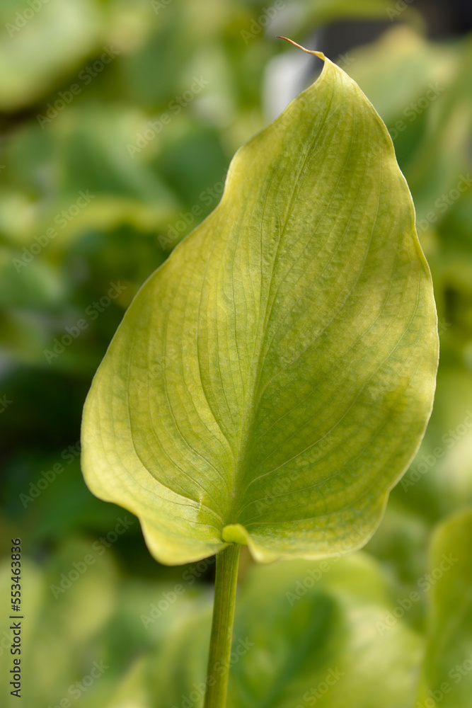 Garden calla lily leaf Garden calla lily leaf