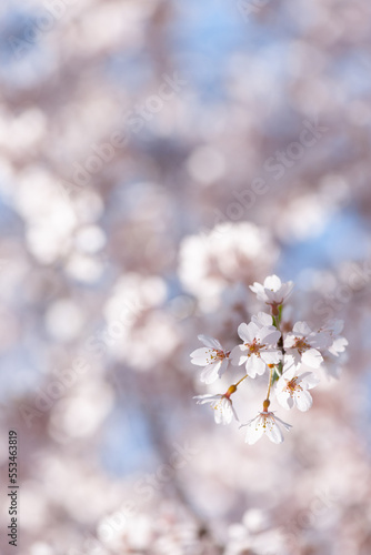春の光 © tomiyama