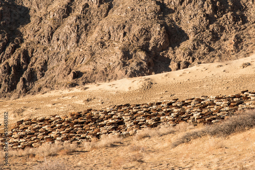 A large herd of rams returns from pasture in arid area of central asia.