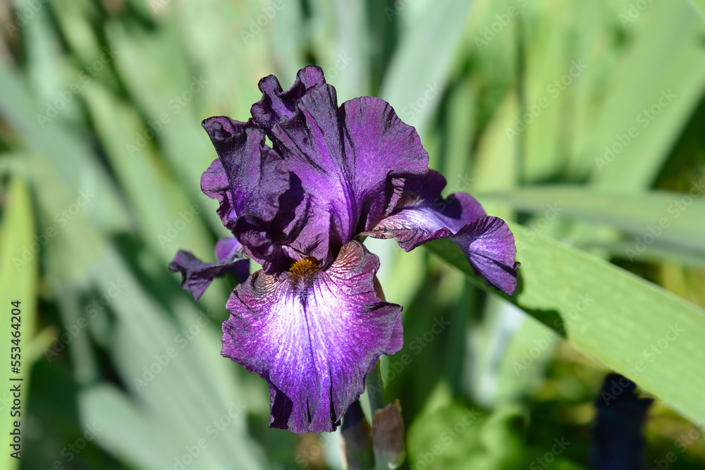 Tall bearded iris Baltic Star flower