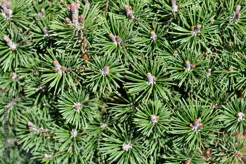 Dwarf mountain pine Mops branches