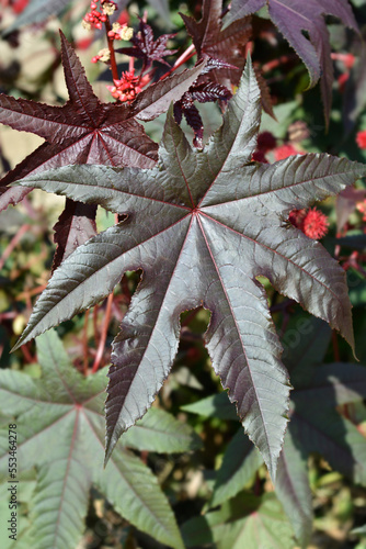 Castor oil plant Carmencita red leaf photo