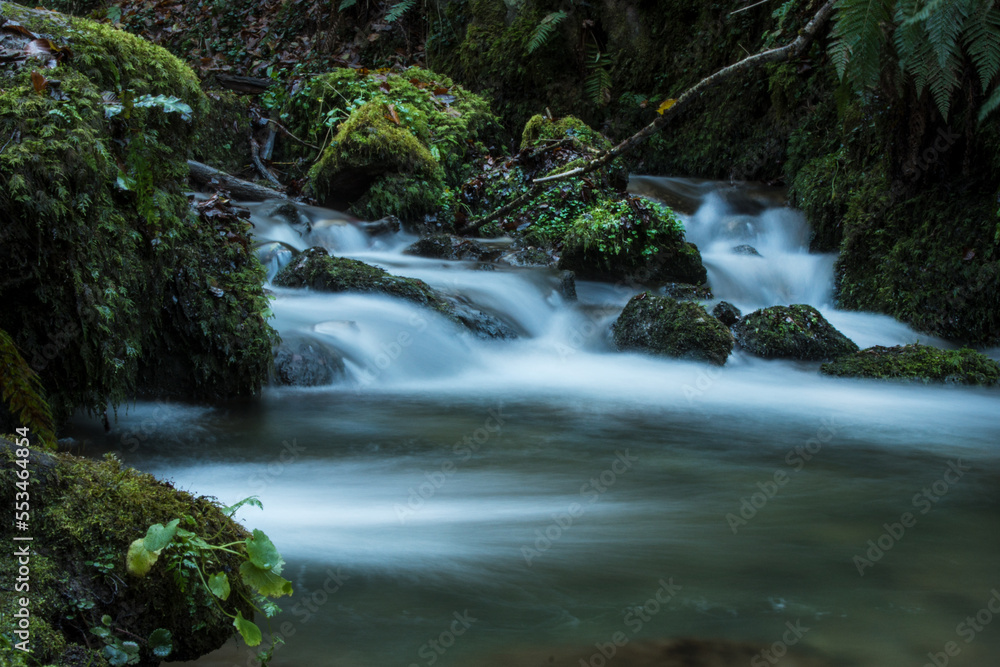 Fototapeta premium Mountain River in the Middle of Green Forest