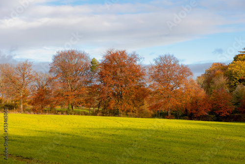 Landscape with view of green meadow and the wood under blue sky and white clouds  Grass field and the forest with orange  yellow or red colour in Autumn  Countryside of Netherlands  Nature background.