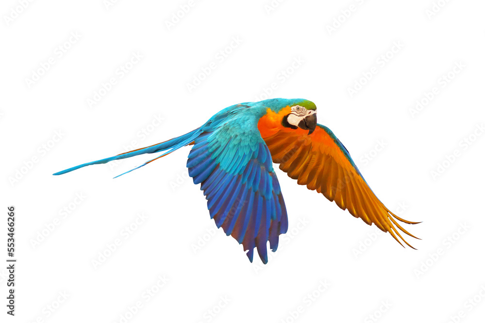 Obraz premium Colorful flying parrot isolated on transparent background.