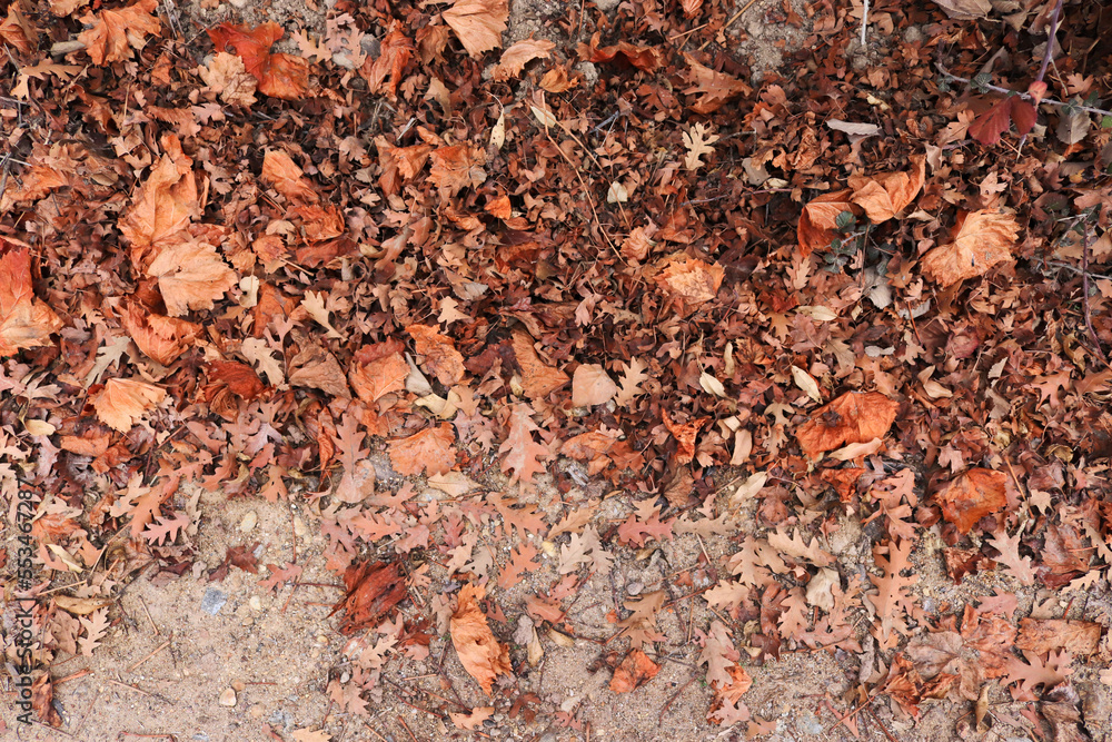 Dry autumn leaves on the side of the road Dry autumn leaves on the side of the road