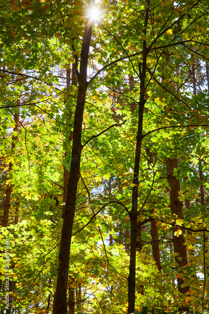 Morning golden light hitting serene forest of golden green and yellow leaves Morning golden light hitting serene forest of golden green and yellow leaves