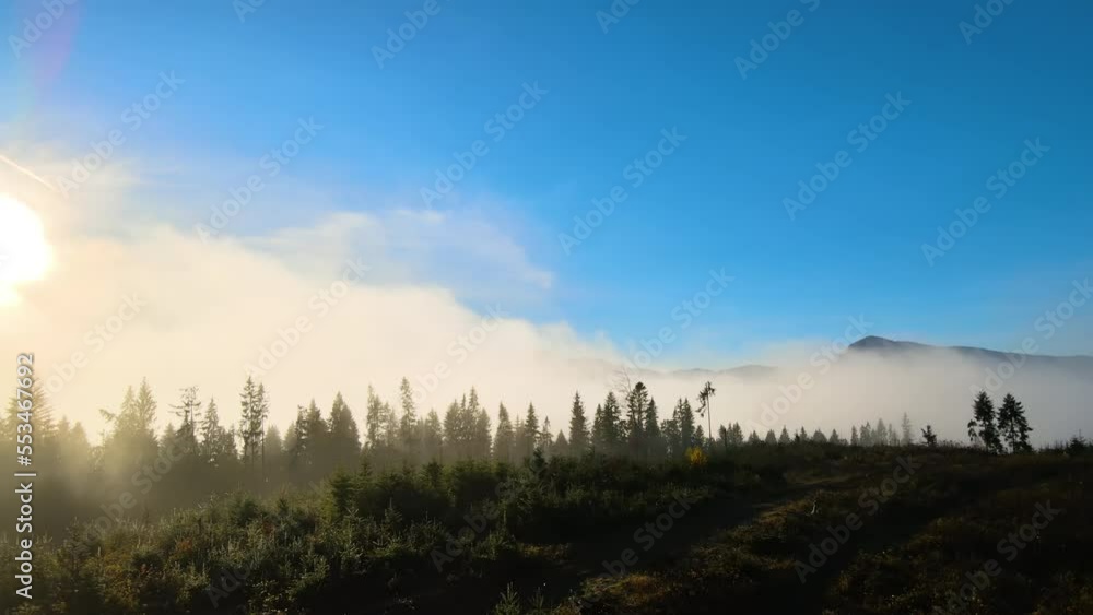 View from above of dark moody pine trees in spruce foggy forest with bright sunrise rays shining through branches in autumn mountains View from above of dark moody pine trees in spruce foggy forest with bright sunrise rays shining through branches in autumn mountains