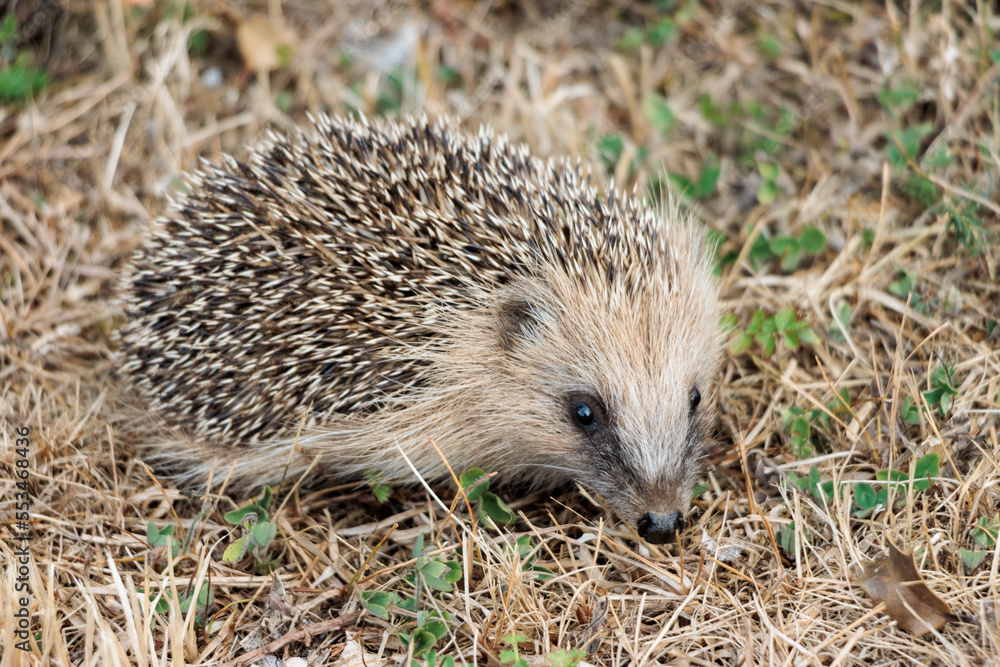 Imagen de un erizo silvestre en el campo Imagen de un erizo silvestre en el campo
