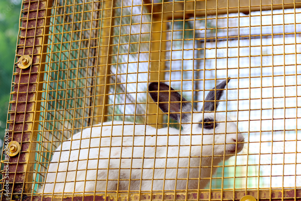 Obraz premium A beautiful and cute black eye rabbit in the cage at the park. cute animal in the cage. Cute rabbit in park.