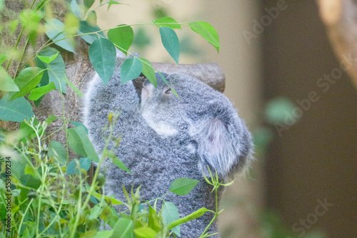 Photography コアラ