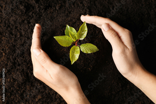 Woman planting young tree in soil, top view