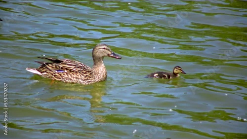 The mallard or wild duck (Anas platyrhynchos) is a dabbling duck, duck with ducklings swimming in the pond