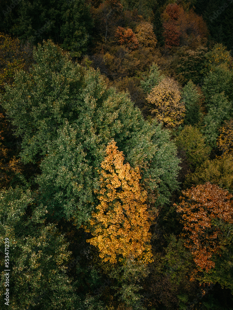 Autumn Forest Landscape, Fall Season Aerial Background With Colorful Trees, Forest from above,  Beautiful multicolored forest in autumn aerial view on drone.