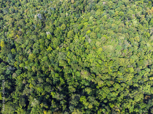 Aerial view of Tropical Rainforest in the afternoon