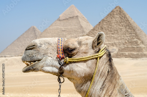 camel in the Egyptian desert near the pyramids in Luxor