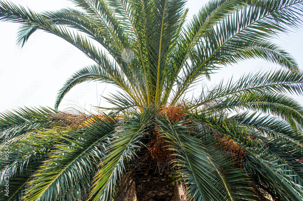 The top of a palm tree, the top leaves of a palm tree in Nice The top of a palm tree, the top leaves of a palm tree in Nice