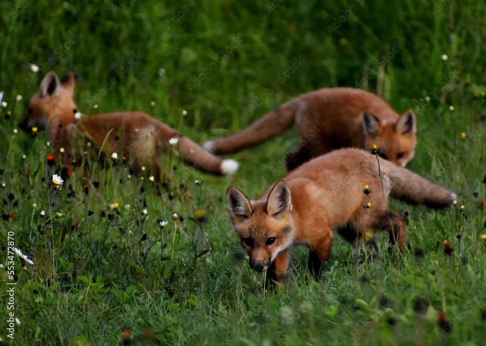 Young foxes in a field in spring, Sainte-Apolline, Québec, Canada Young foxes in a field in spring, Sainte-Apolline, Québec, Canada