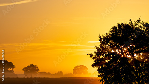Bäume als Silhouette im Sonnenaufgang. Sonne scheint durch die Bäume. Himmel in gelb Orange.