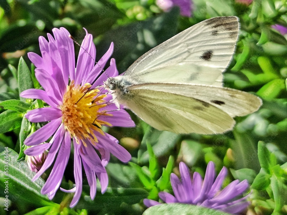 butterfly on flower